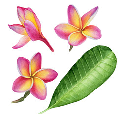 Watercolor illustration of flowers and leaf frangipani