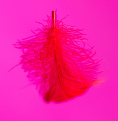 Red feather isolated on pink background