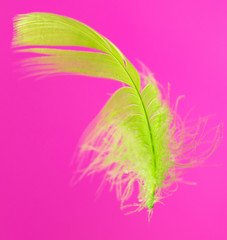 Yellow feather isolated on pink background