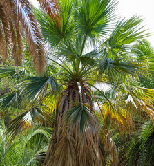 Fototapeta premium Palm trees in the park. Subtropical climate