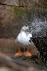 Splashes of water falling from a water mill in the foreground. With a silhouette of a bird behind © Emma