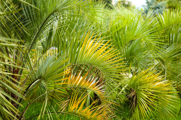 Palm trees in the park. Subtropical climate