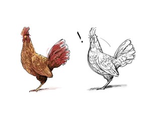 Chicken Drawing Hand Sketching and Coloring