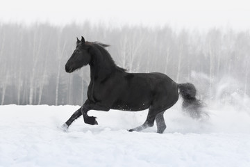 Fototapeta na wymiar Black friesian horse with the mane flutters on wind running gallop on the snow-covered field in the winter background