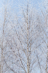 Frozen branches on a tree against a blue sky