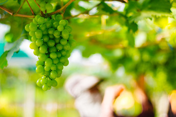 White wine grapes in vineyard. 
