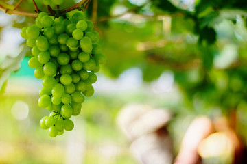 White wine grapes in vineyard. 