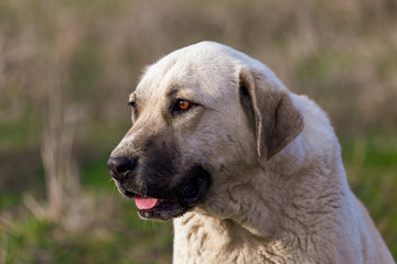 Portrait of a dog in the afternoon