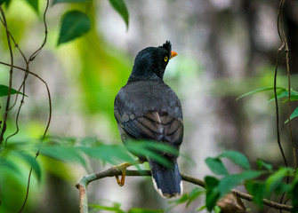 jungle myna bird wildlife photo