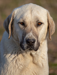 Portrait of a dog in the afternoon