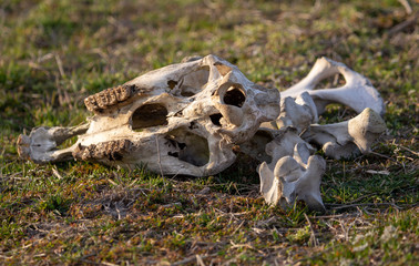 The bones of the animal lie in nature