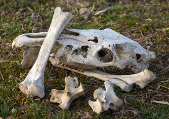The bones of the animal lie in nature
