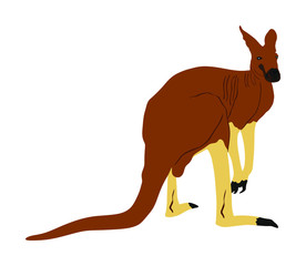 Kangaroo vector illustration isolated on white background. Australian animal portrait. Tourist symbol souvenir. Fauna best jumper. Zoo attraction.