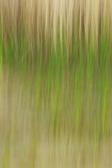 Obraz premium diffuse rushes