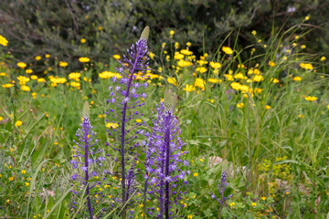 Purple scilla hyacinthoides flowers against a field of yellow wild chrysanthemums