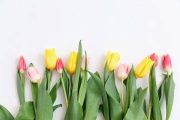 Border of fresh tulips on a white background. Copy space.  Spring flowers. Colored tulips, Lovely tulip flowers composition. Valentines Day or Mothers day. International Womens Day March 8.