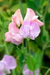 Sweet Pea.