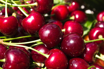 Close up of pile of ripe cherries with stalks and leaves. Large collection of fresh red cherries. Ripe cherries background.