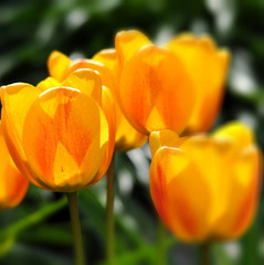 Seasonal flowers in an English Country Garden.