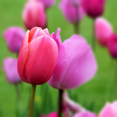 Seasonal flowers in an English Country Garden.