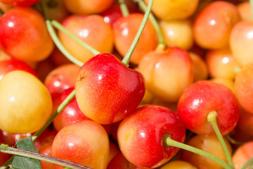 Close up of pile of ripe mix cherries with stalks and leaves. Large collection of fresh red yellow cherries. Ripe cherries background.
