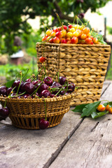 Full baskets of red and yellow cherries with stalks and leaves. Large collection of fresh red cherries. Ripe cherries background