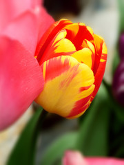 Seasonal flowers in an English Country Garden.