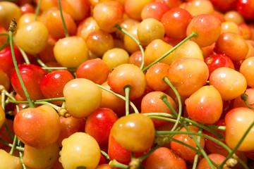 Close up of pile of ripe yellow cherries with stalks .Large collection of fresh yellow cherries. Ripe cherries background.