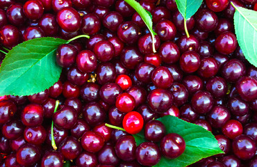 Close up of pile of ripe yellow cherries with stalks .Large collection of fresh yellow cherries. Ripe cherries background.