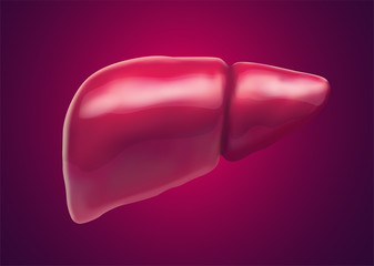 human liver. 3d vector. health and medicine.