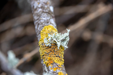 Yellow and white lichen on a tree branch closeup