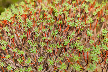 Close up of tiny branches with leaves