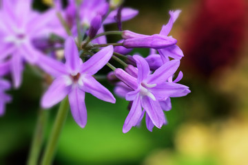 Orchid.