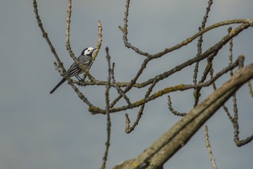 A white wagtail, grey, white and black colored slender bird sitting on a twig, blue background, sunny spring day