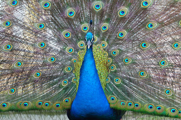 Obraz premium Proud peacock with colorful feathers