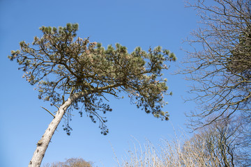 Branchages sur ciel bleu