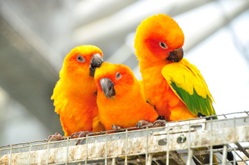 3 cute parrots