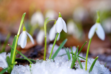 Snowdrops (Galanthus) in the spring forest. Harbingers of warming symbolize the arrival of spring.