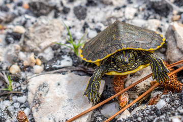 A big Painted Turtles in Gulf Shores, Alabama