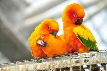 毛づくろい　オウム