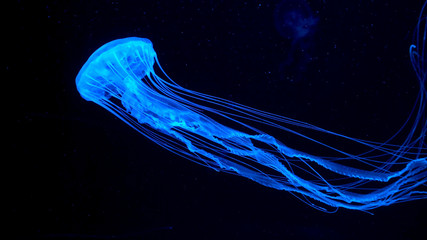Beautiful jellyfish moving through the water neon lights - obrazy, fototapety, plakaty
