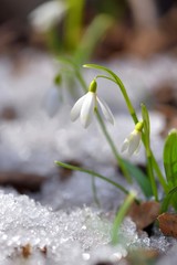 Snowdrops (Galanthus) in the spring forest. Harbingers of warming symbolize the arrival of spring.