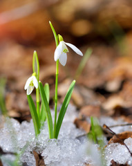 Snowdrops (Galanthus) in the spring forest. Harbingers of warming symbolize the arrival of spring.