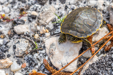 A big Painted Turtles in Gulf Shores, Alabama