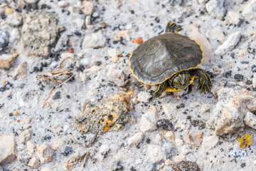 A big Painted Turtles in Gulf Shores, Alabama