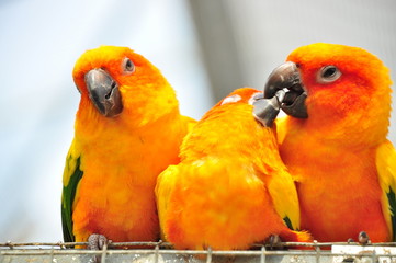 3  sleepy parrots