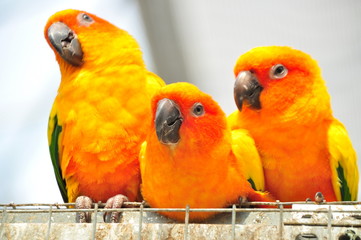 3 parrots