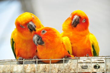 ３羽のインコ