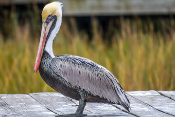 A Brown Pelican resting around in Amelia Island, Florida