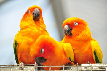 インコ３羽